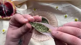 🌿 a soft, late winter roll up with some beautiful punch breath 🌿