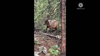 Close encounter withBeautiful elk