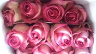 Carousel rose