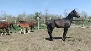 Лошади купаются.Кира пала, Ахалтек снова в табуне.Horses are bathing. Kira has fallen(
