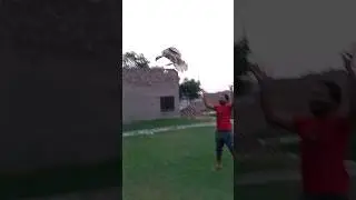 Turkey Bird flying #petsvlogpakistan #youtubeshorts