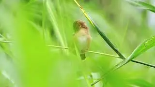 Tiny Bird, Infinite Calm | Nature Therapy | @TrueLensVisuals #birdphotography #birds 