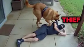 Why You Don't Run From a Police Dog
