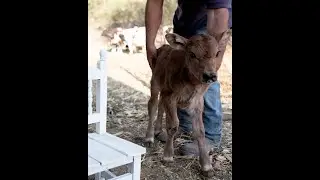 Milking cows in Mexico ! A day on the farm.