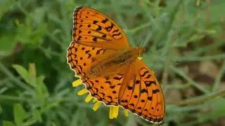 argynnis adippe - butterflies of Greece