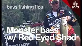 Summer fishing with Red Eyed Shad - fishing tips