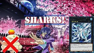 Shark Deck Post Toadally Awesome Ban | Vs Branded Despia & Sky Strikers [Yu-Gi-Oh! Master Duel.]