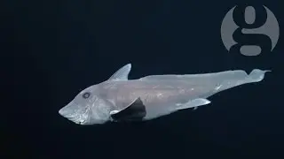 Rare ghost shark caught on film for the first time &ndash; video
