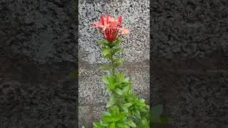 First flower blooming in my red jungle geranium plant  #flowers