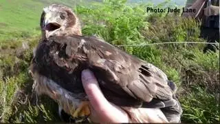 The Real Price of Grouse: Raptor Persecution