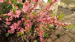 D&eacute;co jap : Prunus Tenella, amandier nain