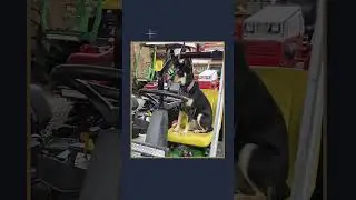Golf Dogs of the Week - Dec 11