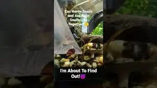 Can Nerite Snails and Assassin Snails Coexist in Peace? The Surprising Truth | Expert Aquarium Tips