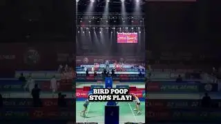 Bird Poop stops play! - India Open 2026