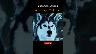 ❤கருணையான நாய் vs கொடூரமான நாய்👿 | Good vs Evil | #shorts