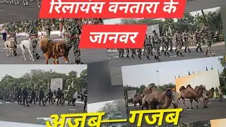 Republic day celebration in reliance township with cisf jamnagar 2026 #vantara #cisf #animalparade 