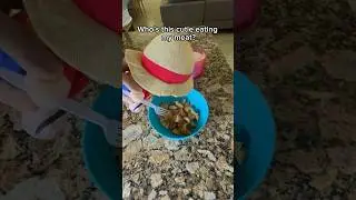 He ate it all! #luffy #onepiece #animeonepiece