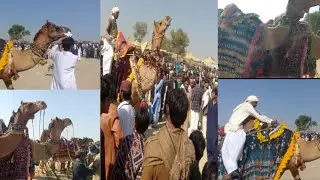 #camel #Thar #animation 101
