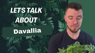 Let's Talk about Davallia