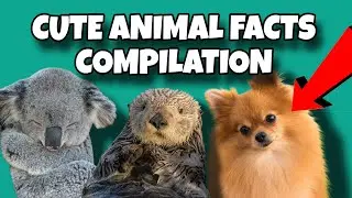 Cutest Animal Facts Compilation: Pomeranian, Sea Otter & Koala🐨🦭🐶