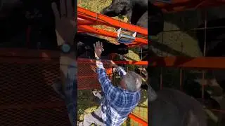 The Farmer Has a Safe Method for Tagging Calves!#farming #farmer #cow