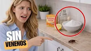ESTA ES LA MANERA M&Aacute;S EFICIENTE DE ELIMINAR LAS CUCARACHAS DE TU CASA PARA SIEMPRE