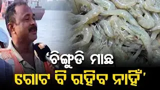 Cyclone Alert : &lsquo;ଚିଙ୍ଗୁଡି ମାଛ ଗୋଟ ବି ରହିବ ନାହିଁ&rsquo; || Prawn Farming || Fisherman || Odisha Reporter