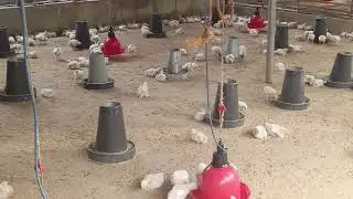 Broilers farming @happyfarmer.