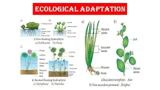 Ecological Adaptation - Xerophyte (Part - I)