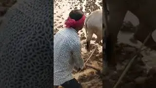 Traditional ploughing by bullocks