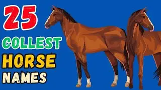 Best Coolest horse Names For Boy & Girl  25 Best Ideas