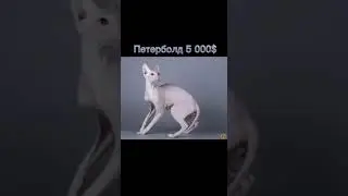 Самые дорогие кошки в мире !