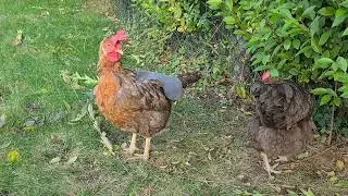 Chicken Wearing a Chicken Saddle