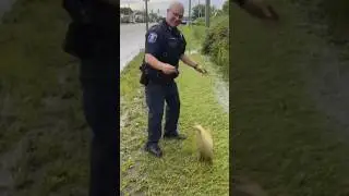 BSBT - When A 🐷 Kicks A 🐟 #copwatch #funny