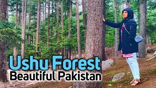 Usho Forest in SWAT Kalam Valley Ushu Jungle Tour | Saba Vlogs