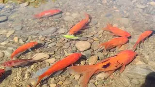 Top 10 colourful fish.fishing hunting from nature that's funny 