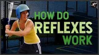 How Reflexes work - The Nervous System: A Middle Grade Science Video by Untamed Science