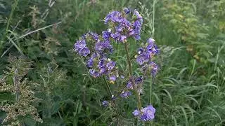 Wildflower Tracks: Jacob's Ladder's Peaceful Meadow Haven