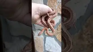 Snake Talks with Don - Coral vs Salmon in Snows