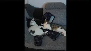 Azriel & Lucien LIVE 😻🐾 | Cute Cat Cuddles & Playtime