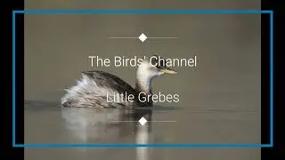 Little Grebes