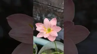ID: Eternal Love #rainlily #rainlilyflower #bulbplant  #flowerlovers #naturelovers #flowervideo