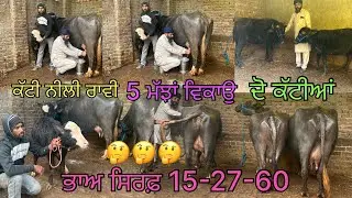11 ਜਨਵਰੀ 2026 ਫੋਨ 📞 8699857375 ਲਾਓ ਜੀ ਤੁਹਾਡੇ ਲਈ 5-ਮੱਝਾਂ ਤੇ ਦੋ ਝੋਟੀਆਂ ਲੈ ਆਏ 🔥🔥
