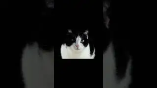 Cute Black and White Cat with Green Eyes