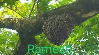 Nowadays, if you don't catch the new bee swarm quickly, it runs away #apiscerana#bekiping#mandihp