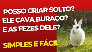 Como criar coelho solto e oque fazer com as fezes
