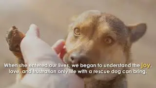 Rescued Love: Vignettes from Our Life with Rescue Dogs by Kenneth Wright
