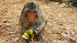 Keep food for Merry better than keep for Sweet Pea because Sweet Pea got every day / Monkey Post