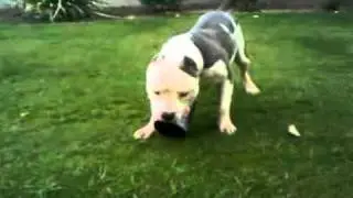 MEGATRON THE DECEPTICON of BAKO BULLYZ