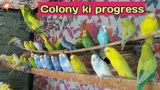 Budgies Parrot Colony 🦜 || Love Bird Colony 🦜